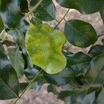 Pterocarpus rohrii Fruit