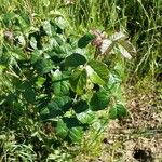 Toxicodendron diversilobum Hoja