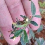 Stylosanthes fruticosa Blatt