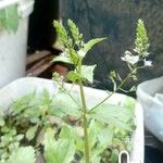 Veronica catenata Flower