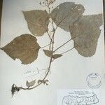 Isodon scrophularioides Otro