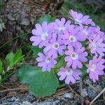 Primula hirsuta 花