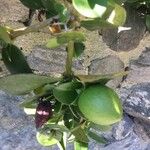 Carissa bispinosa Плод