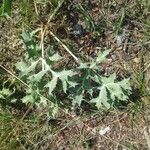 Eryngium campestre برگ