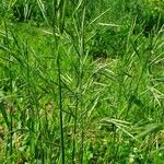 Bromus racemosus Liść