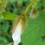 Distimake aegyptius फूल