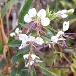 Cleome cordobensis Λουλούδι