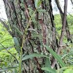 Salix nigra Bark