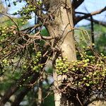 Ficus sur Fruto