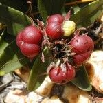 Purpureostemon ciliatus Fruto
