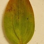 Potamogeton natans Leaf