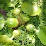 Pontederia crassipes Хабит