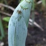 Polygonatum odoratum Ліст