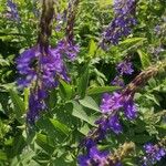 Galega orientalis Lorea
