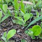 Antennaria plantaginifolia Blatt