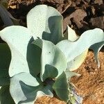 Mertensia maritima Leaf