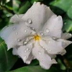 Gardenia jasminoides Blüte