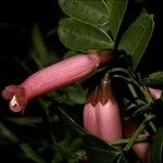 Campsidium valdivianum Flor