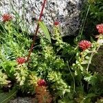 Rhodiola integrifolia Flower