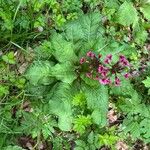 Primula japonica Habit