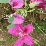 Bauhinia purpurea Fleur