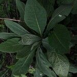 Verbascum phlomoides Lorea