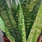 Dracaena zeylanica 葉