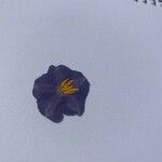 Solanum elaeagnifolium फूल