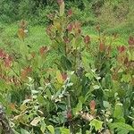 Syzygium guineense Folha