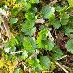 Geranium lucidumLeaf