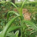 Lactuca canadensis Blatt