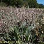 Limonium humile عادت