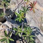 Pachypodium rosulatum Habit