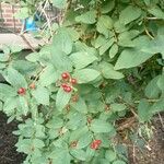 Lonicera canadensis Fruit