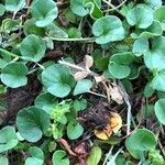 Dichondra repens Hoja