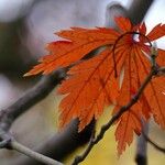 Acer japonicum 葉