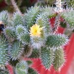 Delosperma echinatum Habit