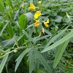 Crotalaria juncea Hoja