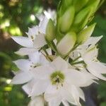 Ornithogalum thyrsoides Flower