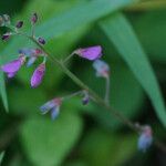 Desmodium incanum Blodyn