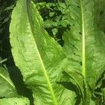 Rumex cristatus Leaf