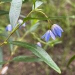 Billardiera heterophylla Blad