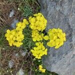 Erysimum rhaeticum Flower