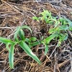 Commelina africana Leaf