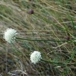 Cephalaria leucanthaBlomst