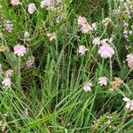 Erica tetralix Costuma