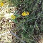 Helichrysum odoratissimum Lehti