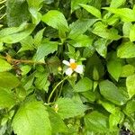 Bidens alba ഇല