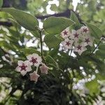 Hoya lanceolata Кветка