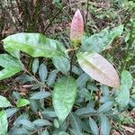 Elaeocarpus reticulatus Blatt